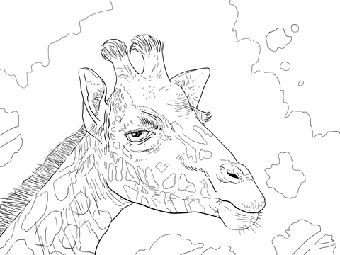 Rothschild Giraffe Head Coloring Page